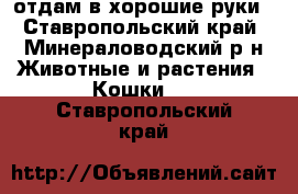 отдам в хорошие руки - Ставропольский край, Минераловодский р-н Животные и растения » Кошки   . Ставропольский край